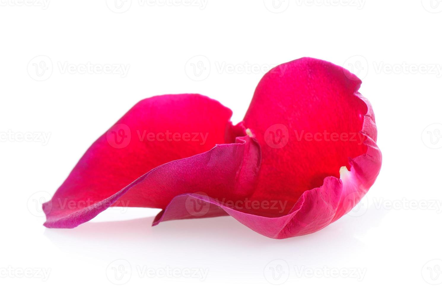 red rose petals on white background photo