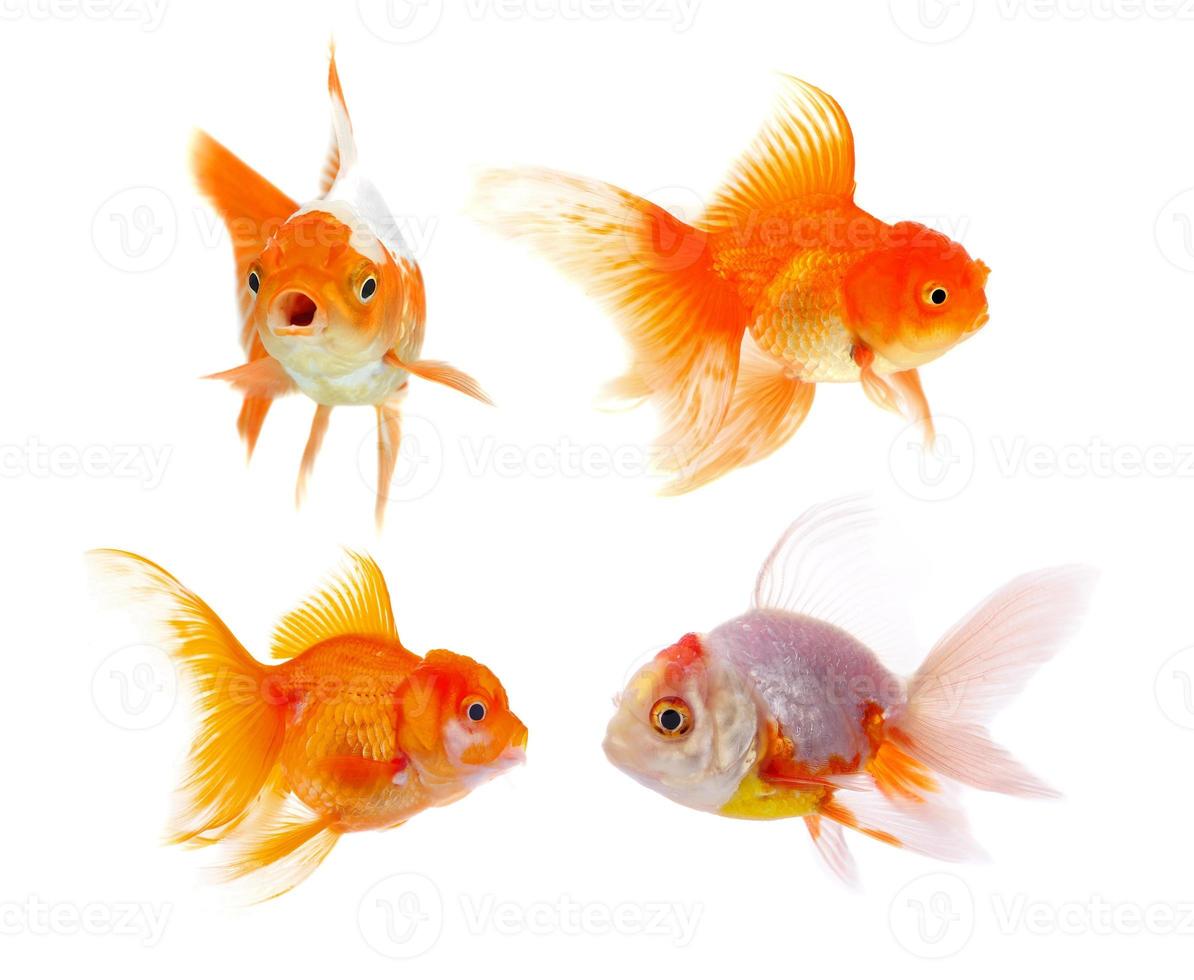 gold fish isolated on white background photo