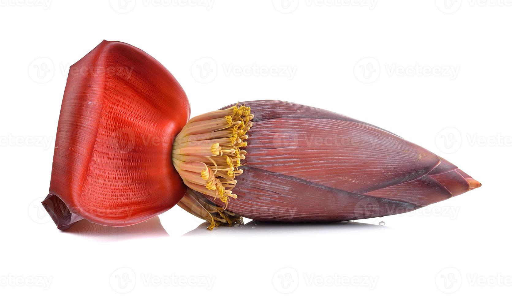 banana blossom isolated on a white background photo