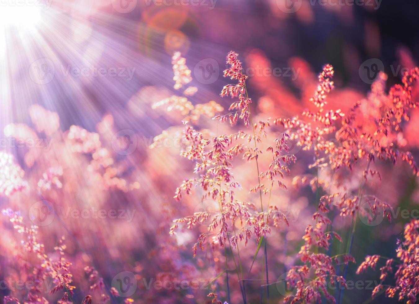 hierba de otoño y fondo de flores silvestres foto