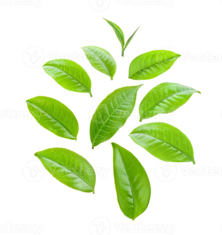hojas de té verde aisladas sobre fondo blanco foto