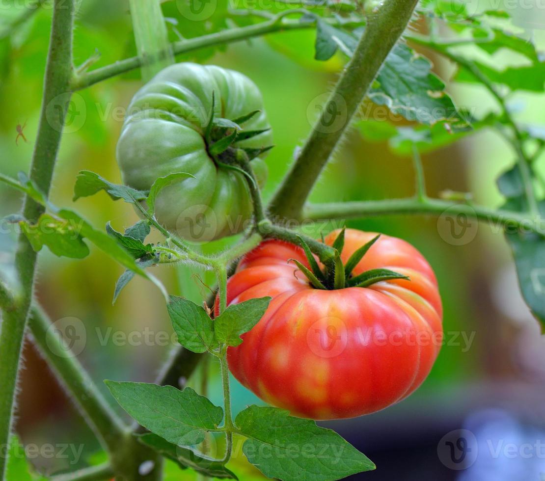 tomates en el arbol foto