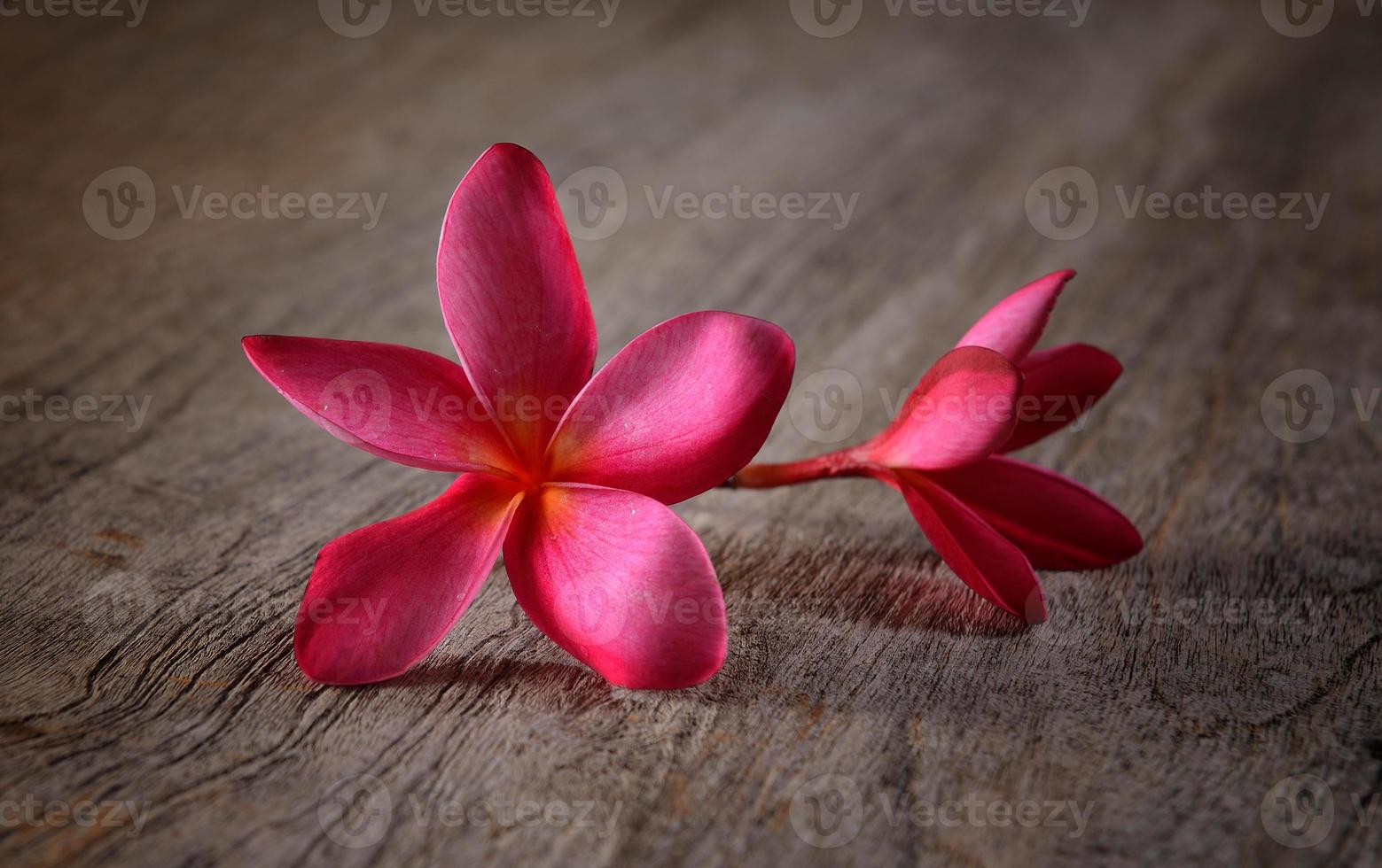 frangipani on wood photo