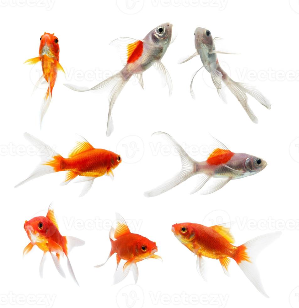 set of gold fish Isolation on the white background photo