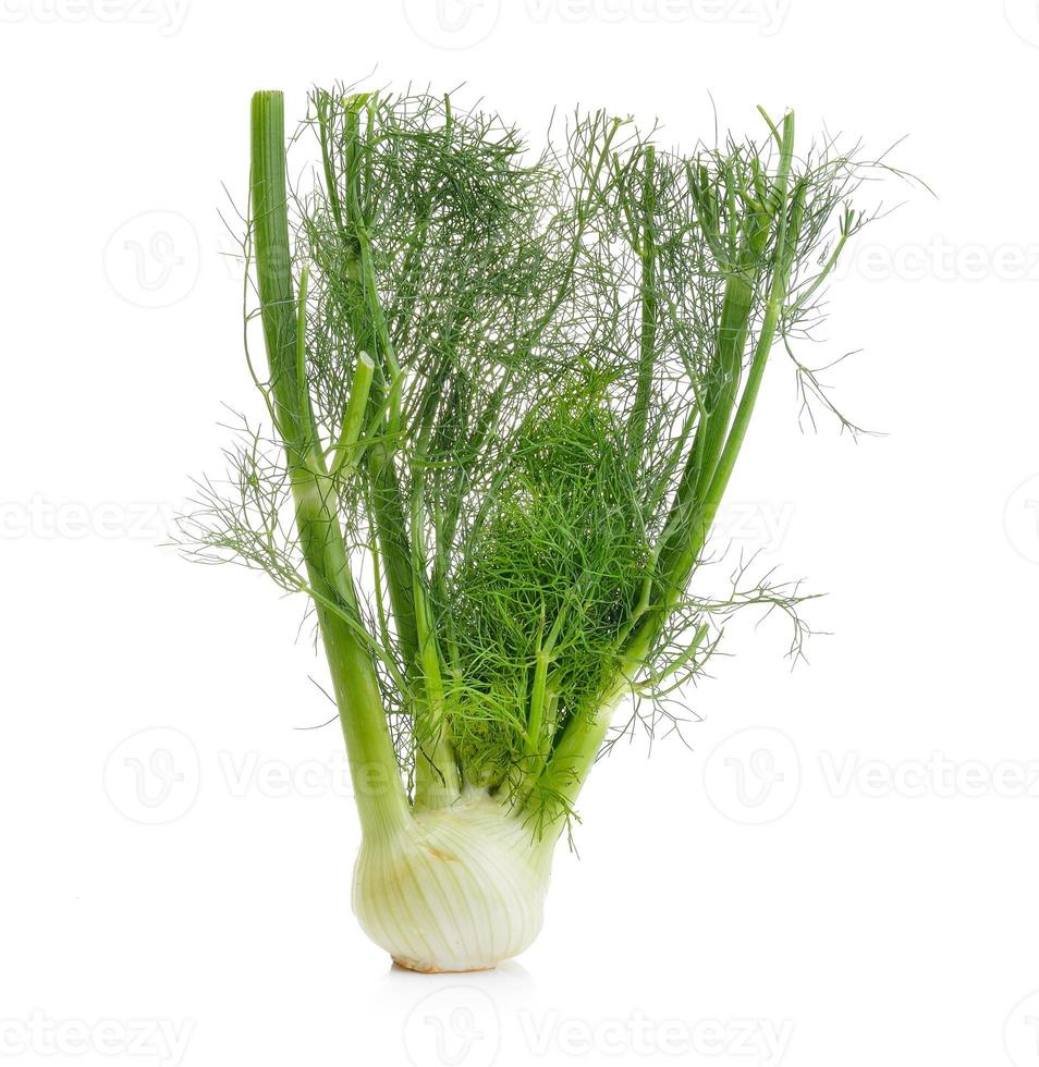 fennel on white background photo