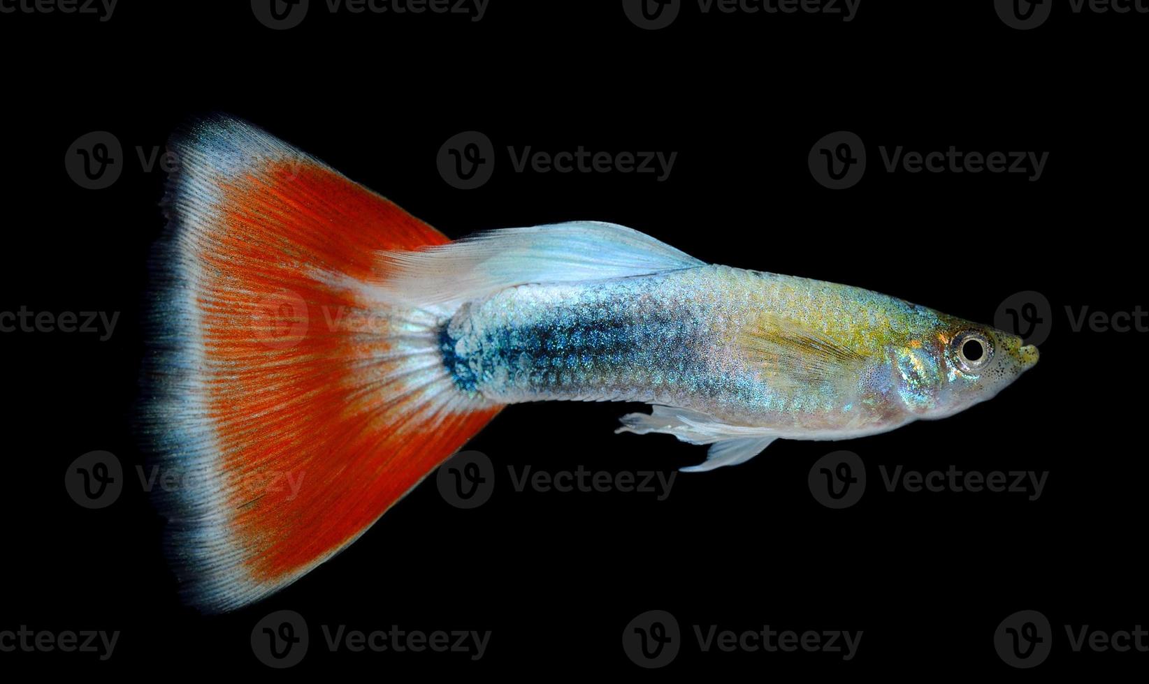 Beautiful Guppy Isolated on Black Background photo