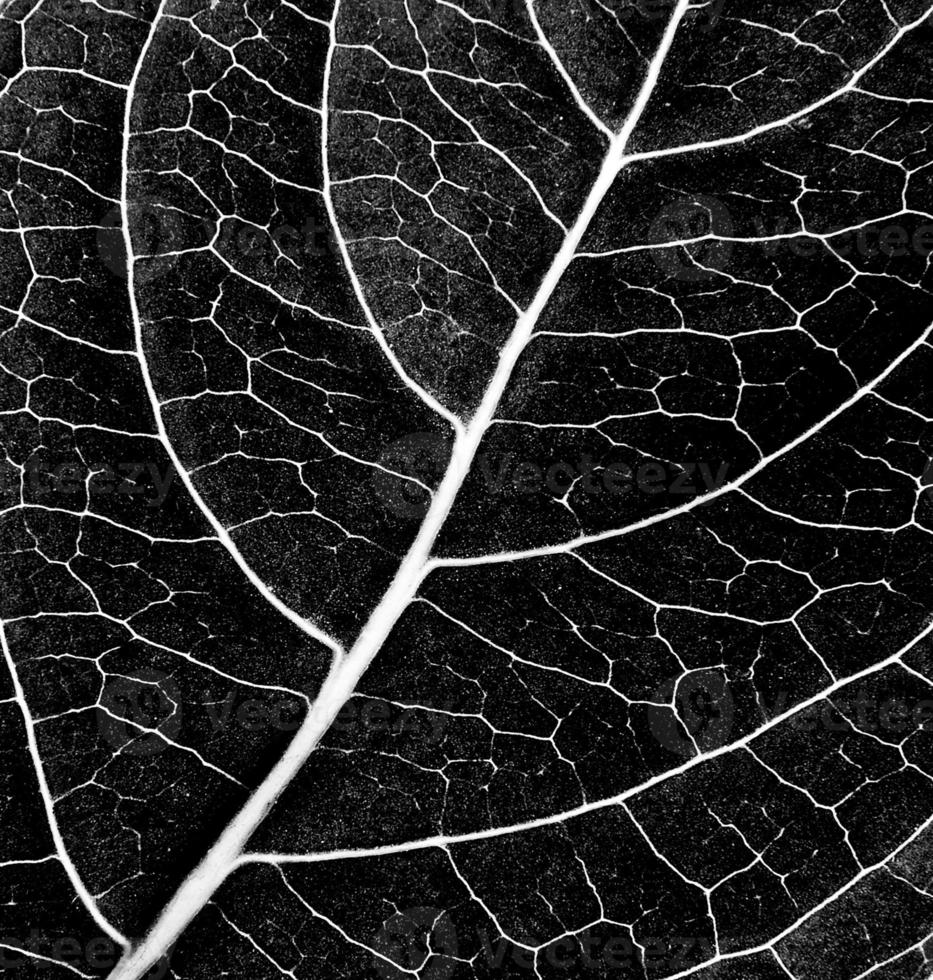 textura de hoja en blanco y negro foto