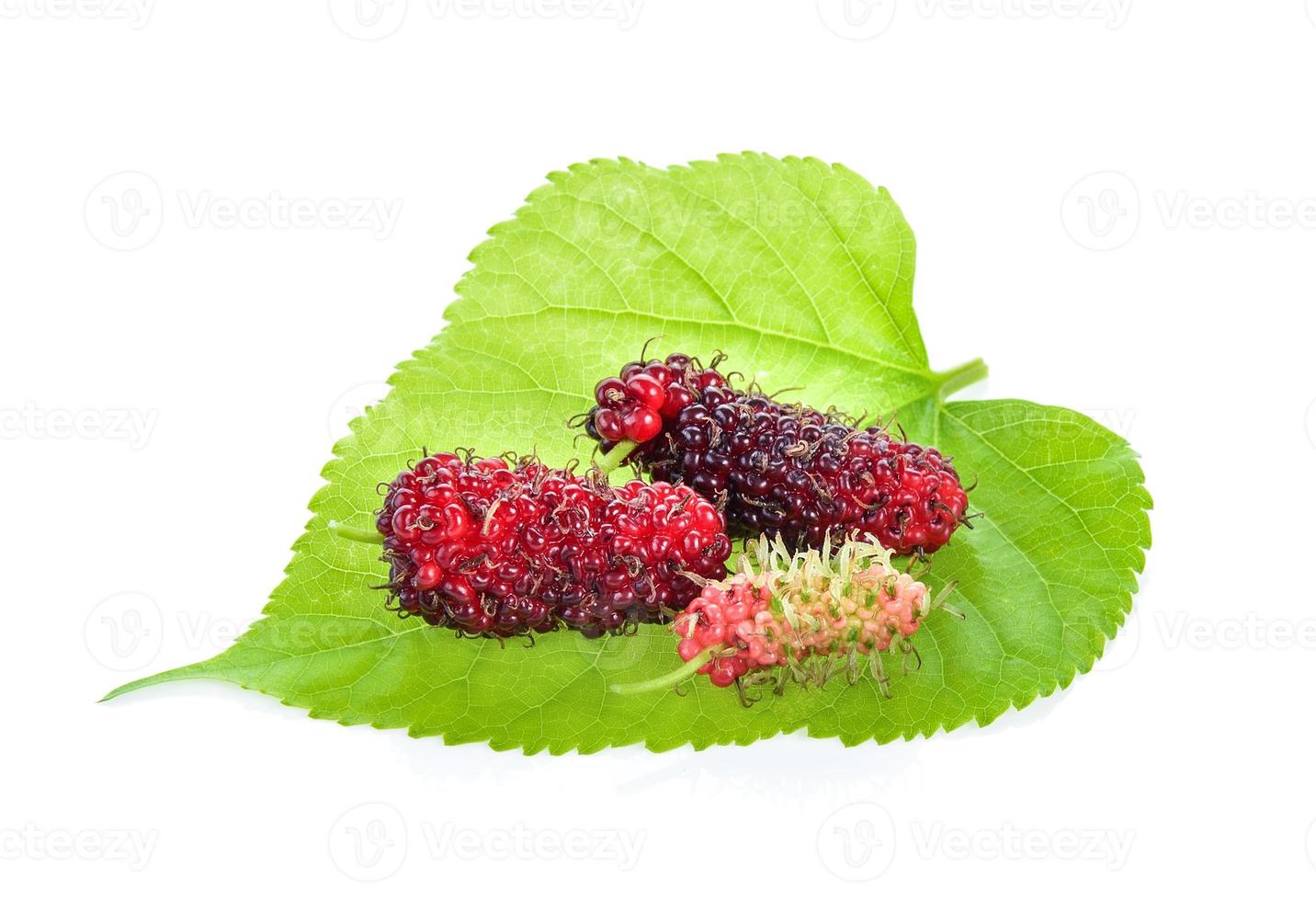 Mulberry on white background photo
