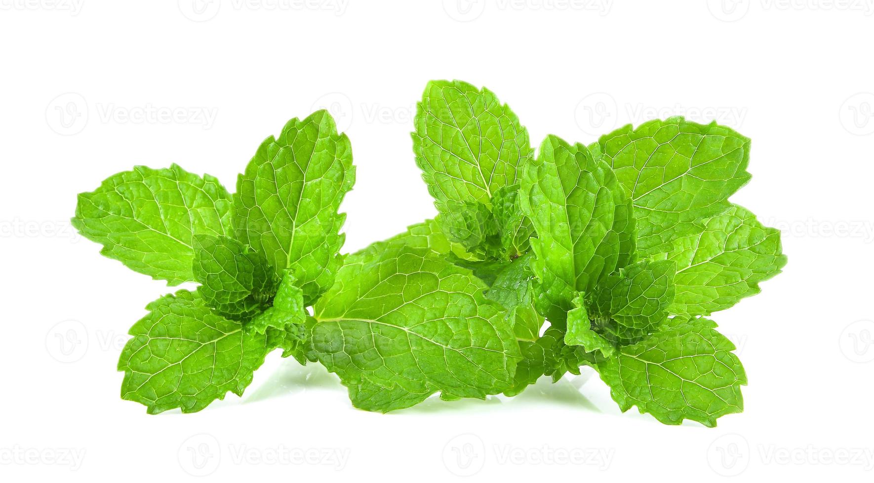 Hierba de hoja de menta aislado sobre fondo blanco. foto