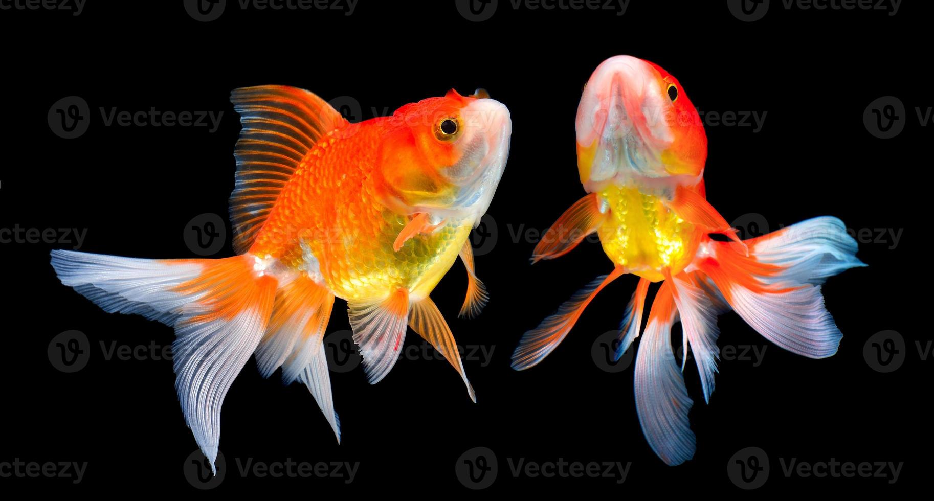 beautiful gold fish on black photo