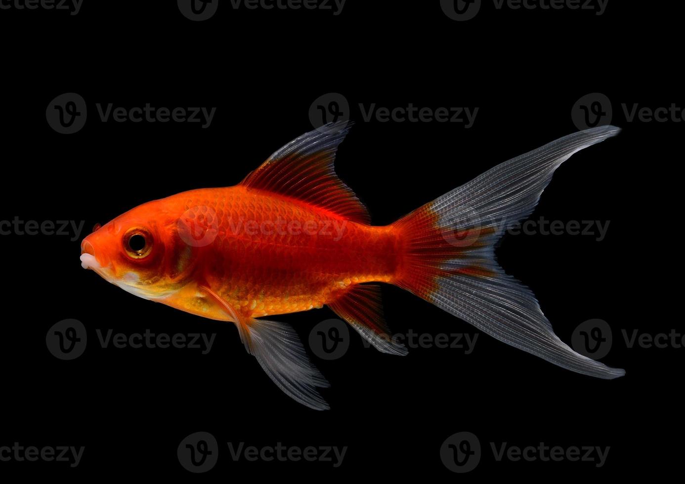 gold fish isolated on black  background photo