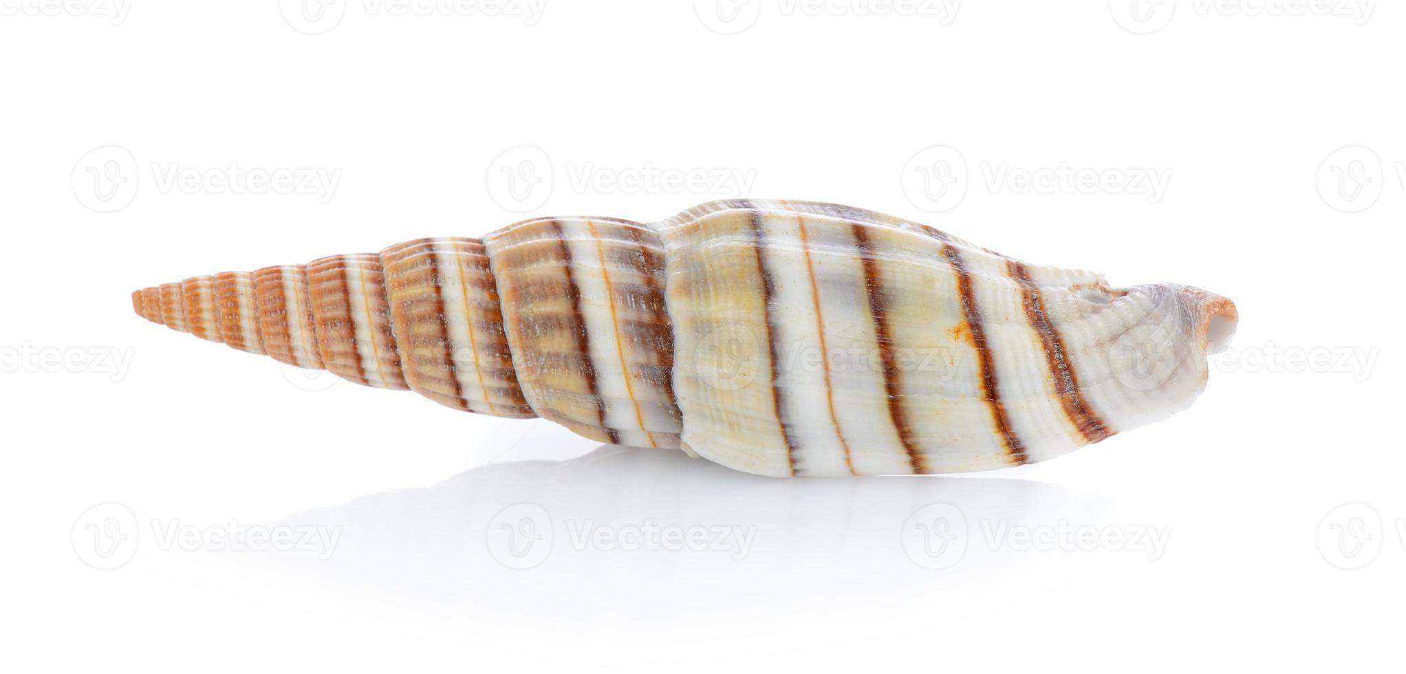 sea shell isolated on white background photo