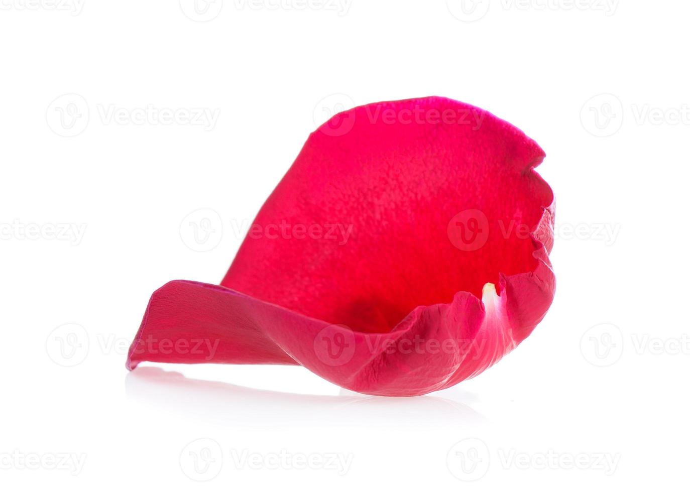 red rose petals on white background photo