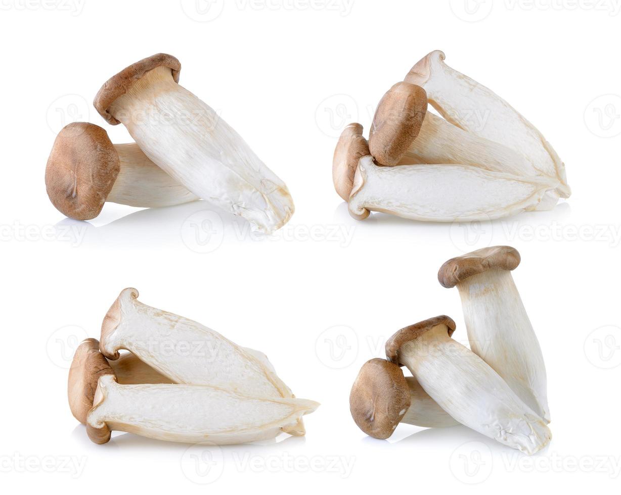 King oyster mushroom Pleurotus eryngii on white background photo