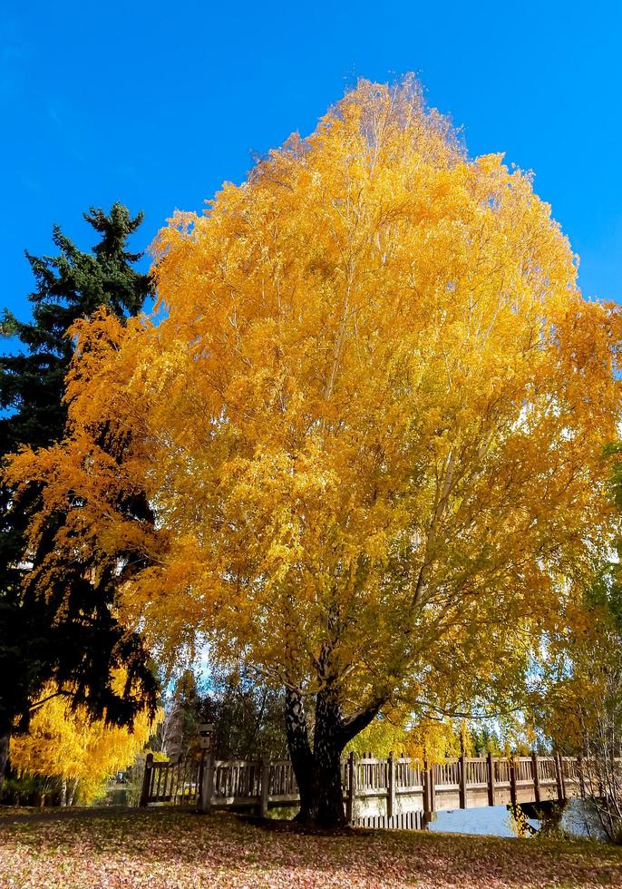 Birch tree and footbridge at Pageant Park Bend OR photo