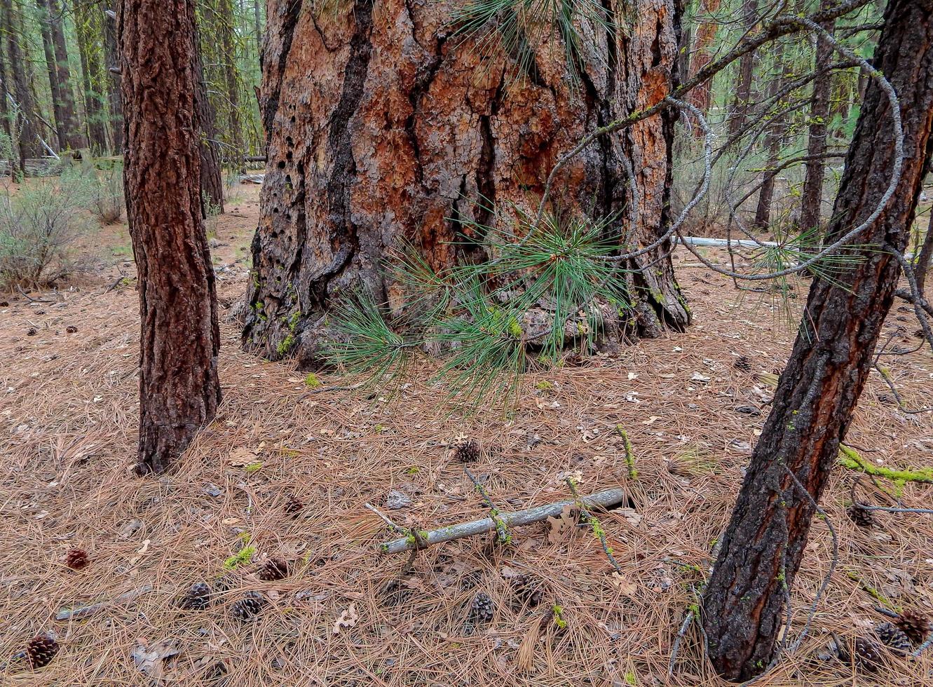 Big Pine Base Ponderosa scene at Jackson Creek Campground near Chemult OR photo