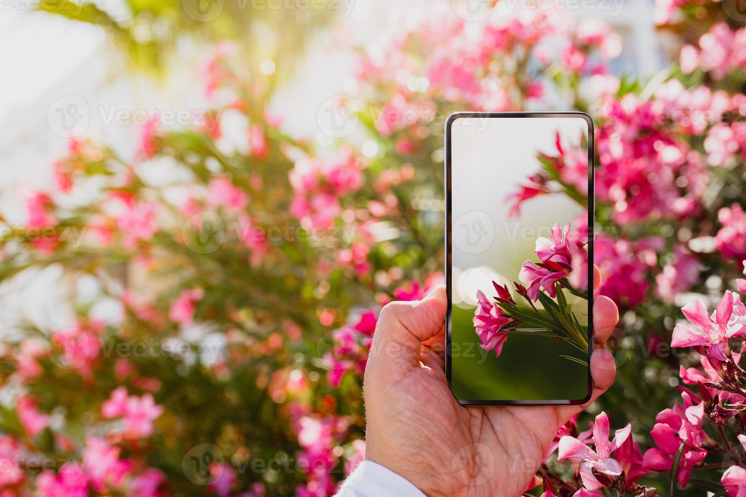 usando un teléfono inteligente para hacer una foto macro de flores de color rosa