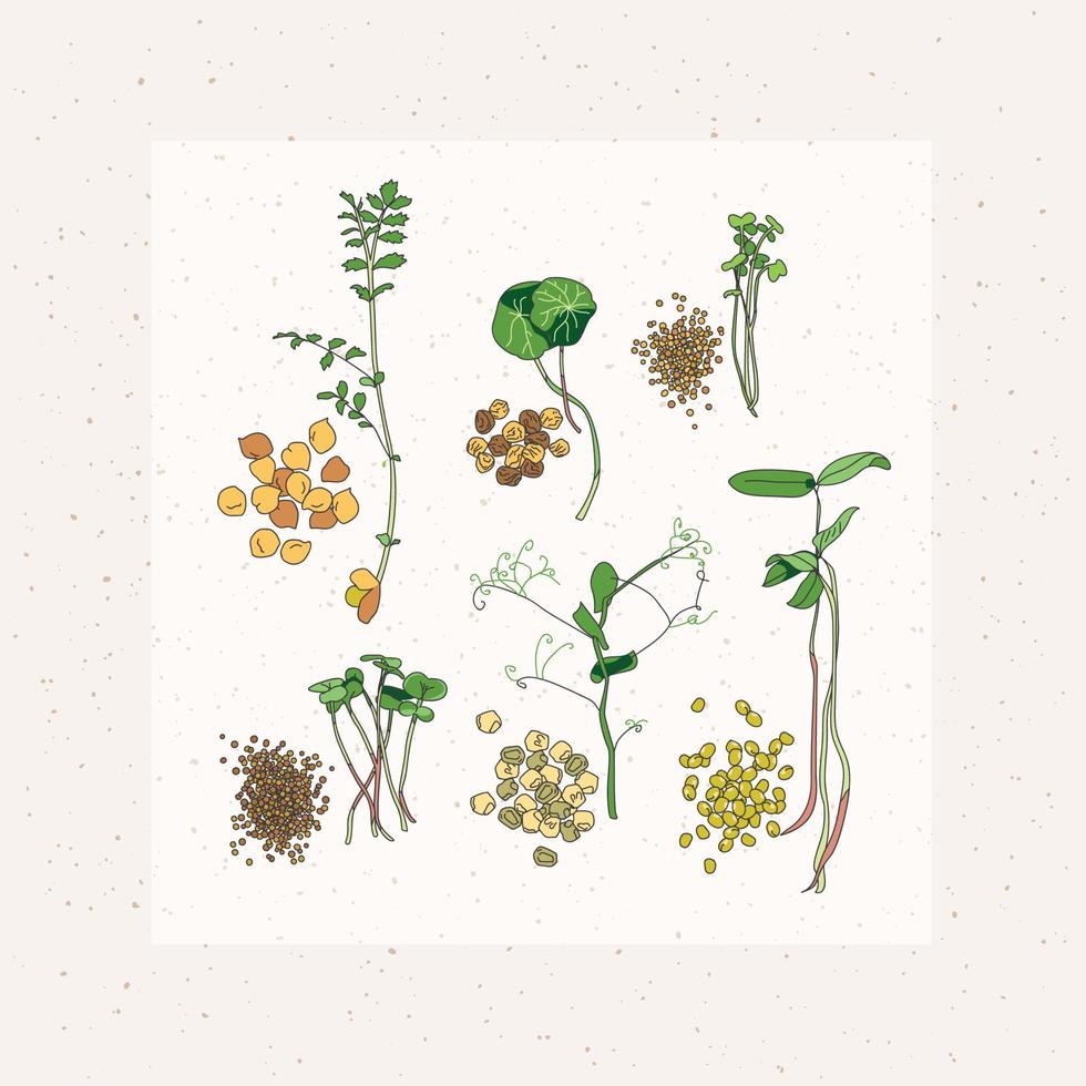 un conjunto de diferentes tipos de microvegetales, sus semillas. Ilustración vectorial simple de microgreen sobre un fondo blanco. vector