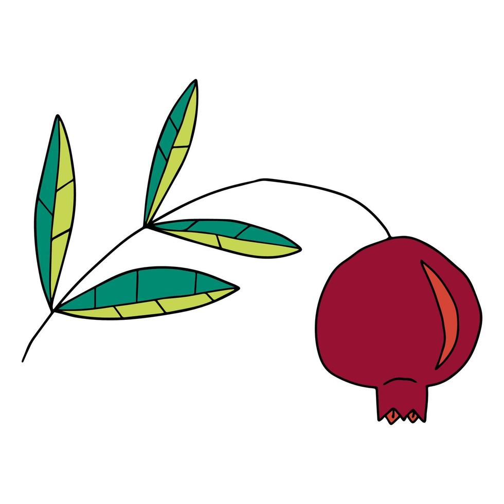 Doodle pomegranate on branch with leaves isolated on white background. vector