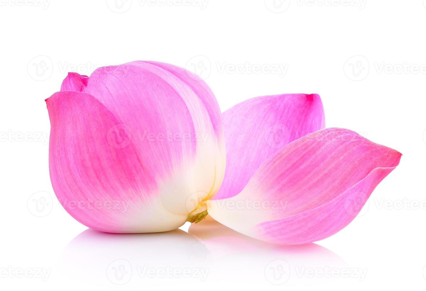 lotus petal on white background photo