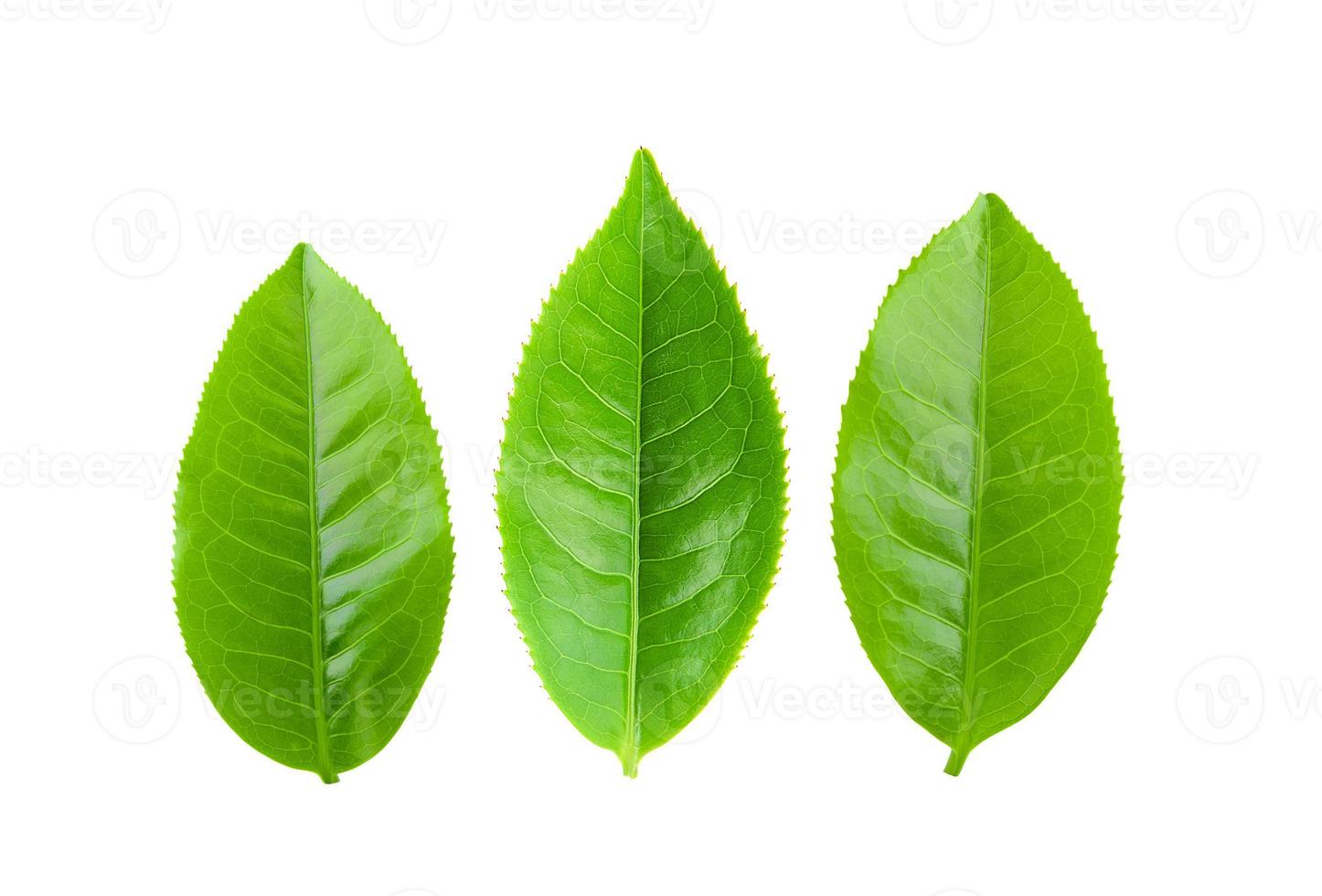 tea leaves on a white background photo