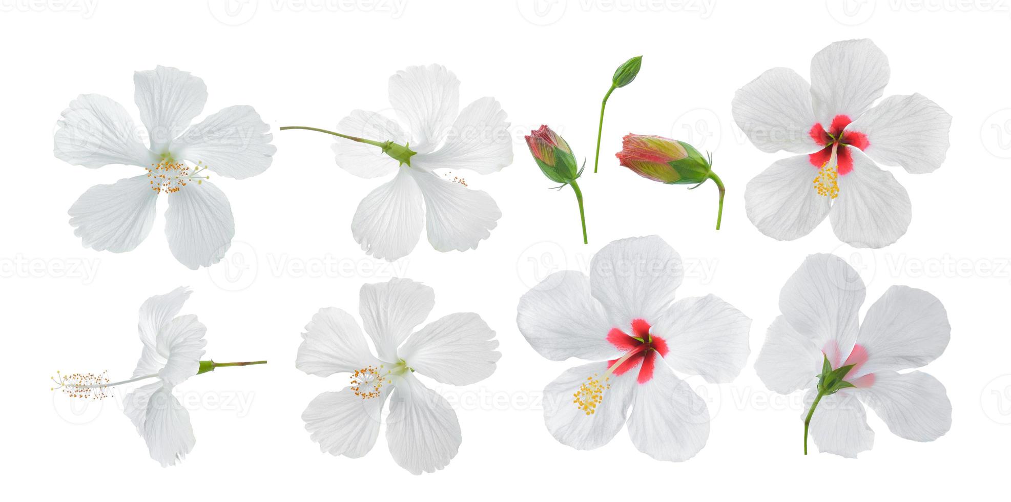 Flor de hibisco blanco aislado sobre fondo blanco. foto