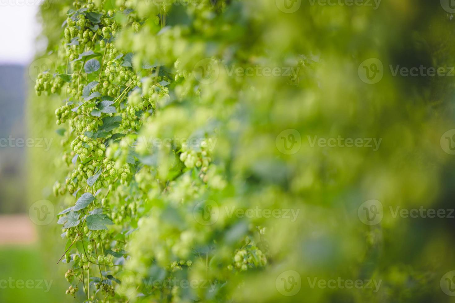 vista a las plantas de lúpulo atadas que crecen en el campo. foto