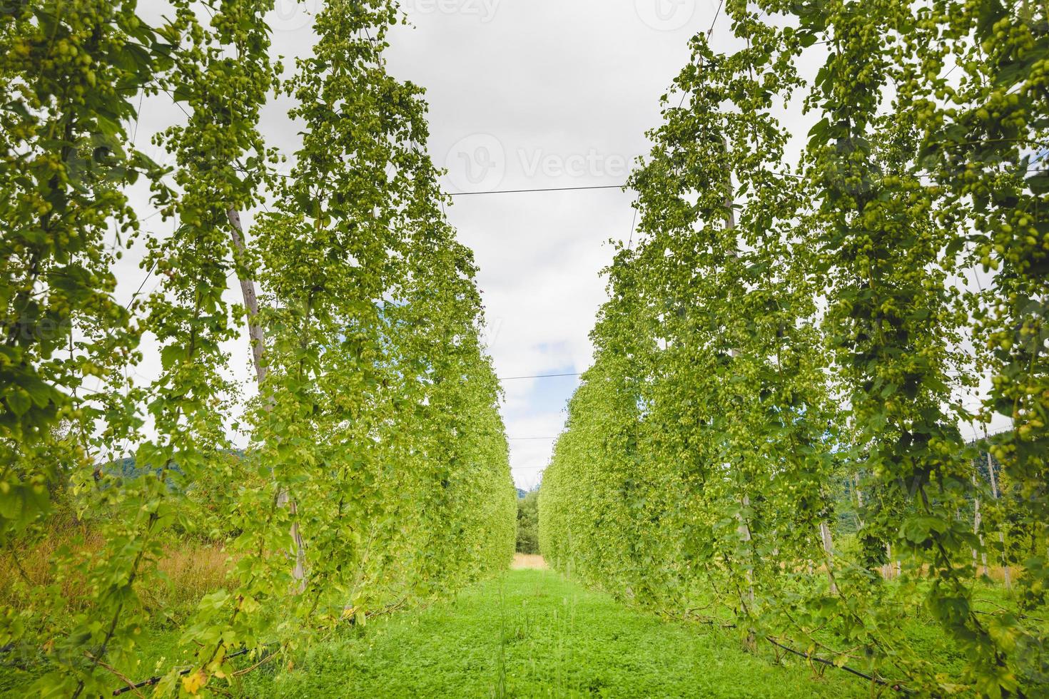 View to green hop field with tied plants. photo