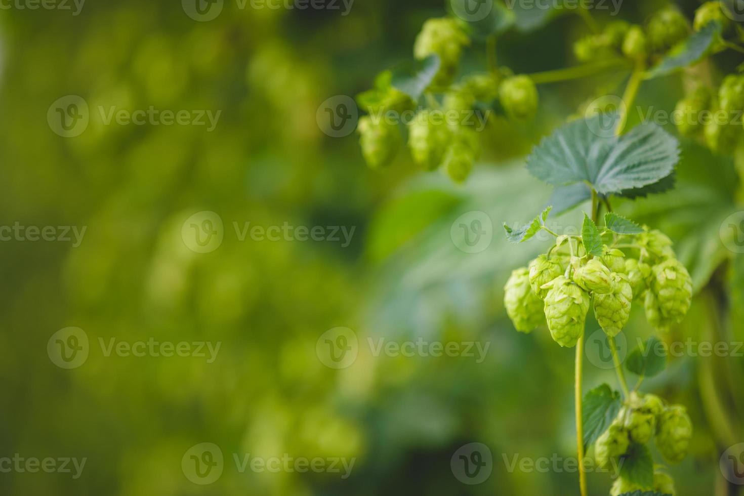 Close-up green hop plant branch with ripe cones. photo