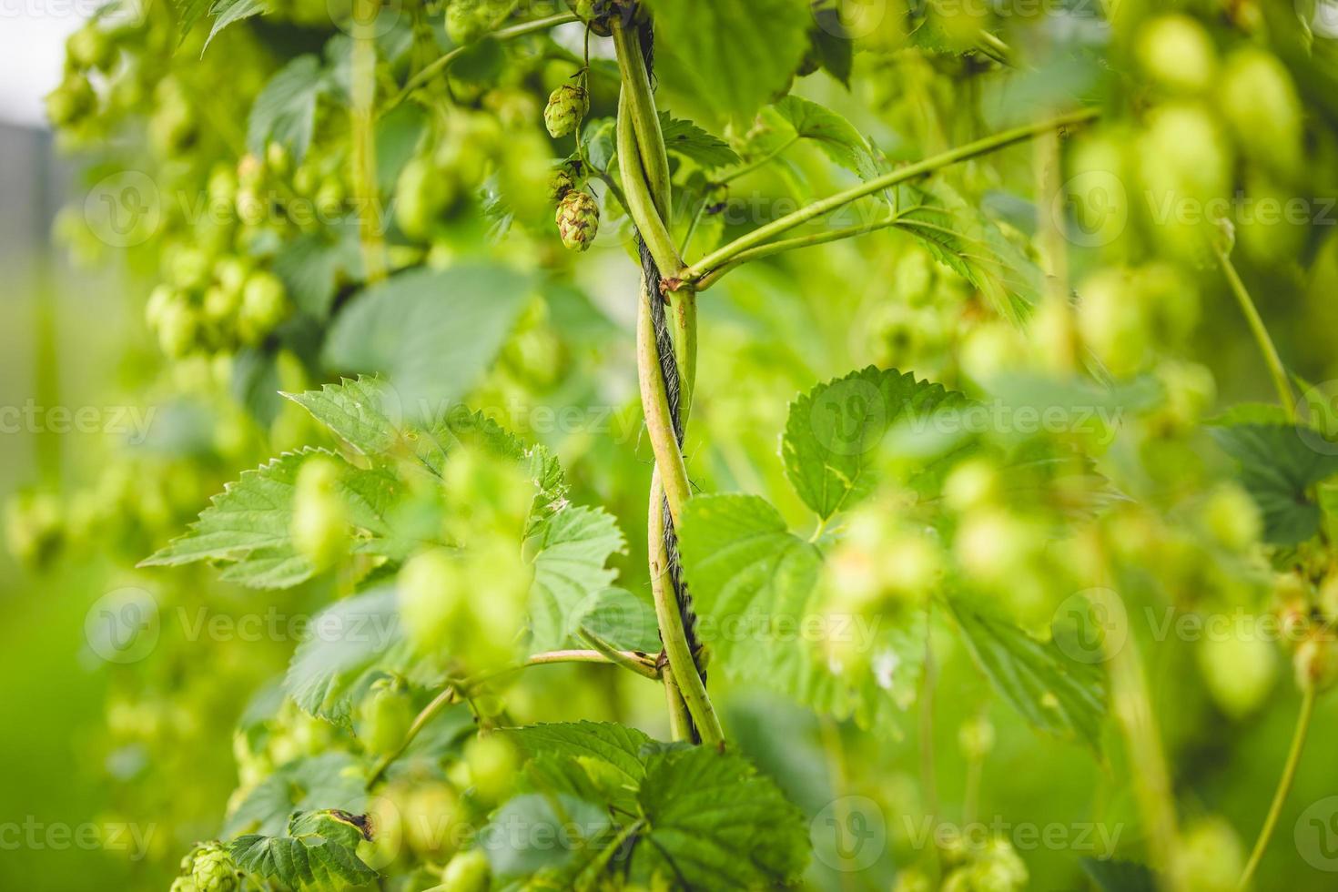 Close-up hop plant twisted around the rope photo
