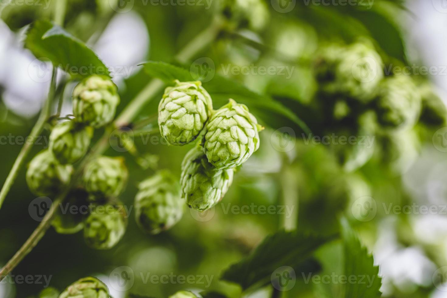 Close-up cascade hop growing on a branch photo