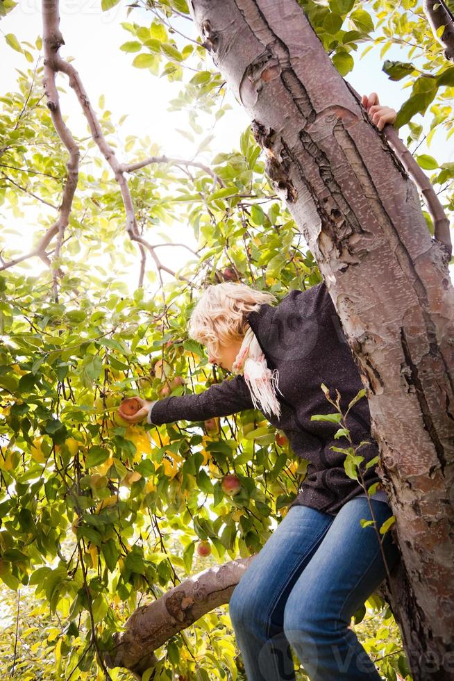 niña sentada en un manzano alcanzando una rama con manzanas foto