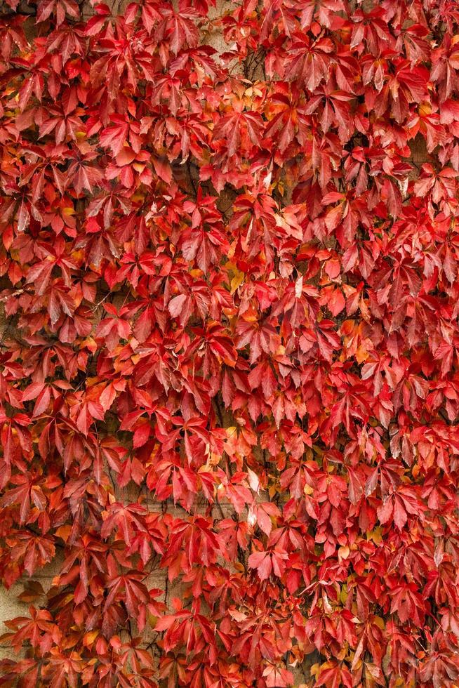 textura de fondo de hojas de vid de otoño foto