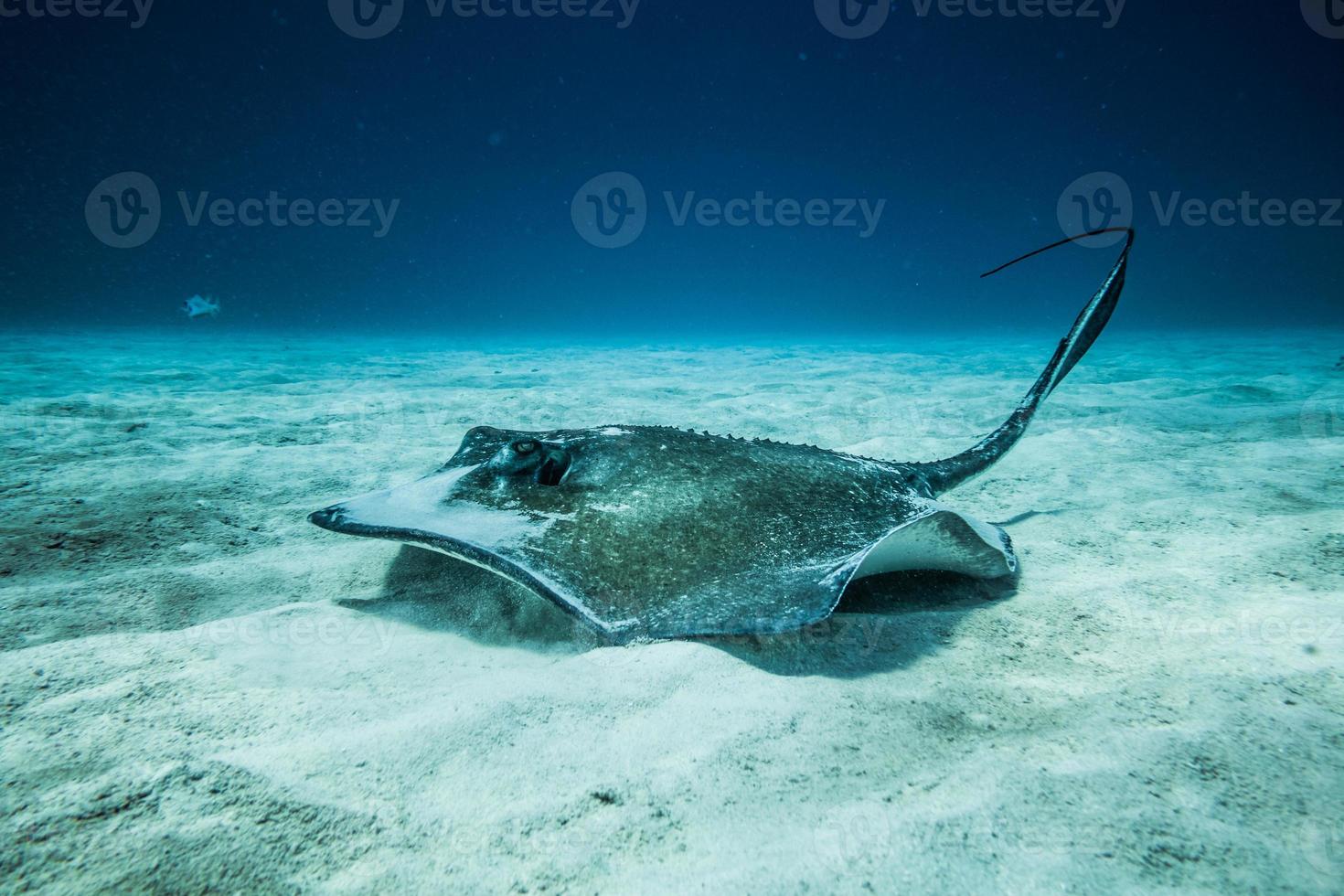 Common Stingray on the ground of the ocean. photo