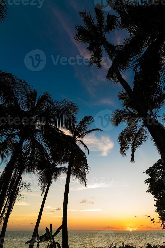 palmeras exóticas que crecen a la orilla del mar en el caribe en las luces del atardecer. foto