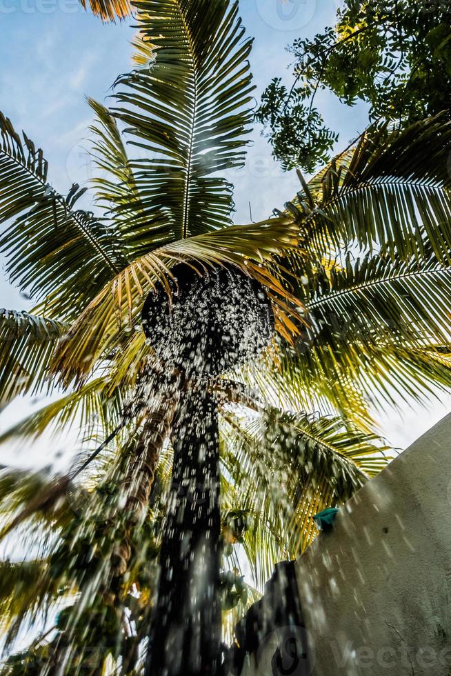 Ducha de agua de lluvia al aire libre colocada debajo de una palmera exótica. foto