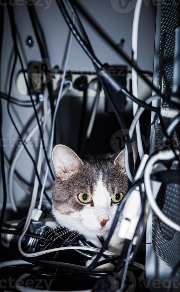 Cat in a dangerous place photo