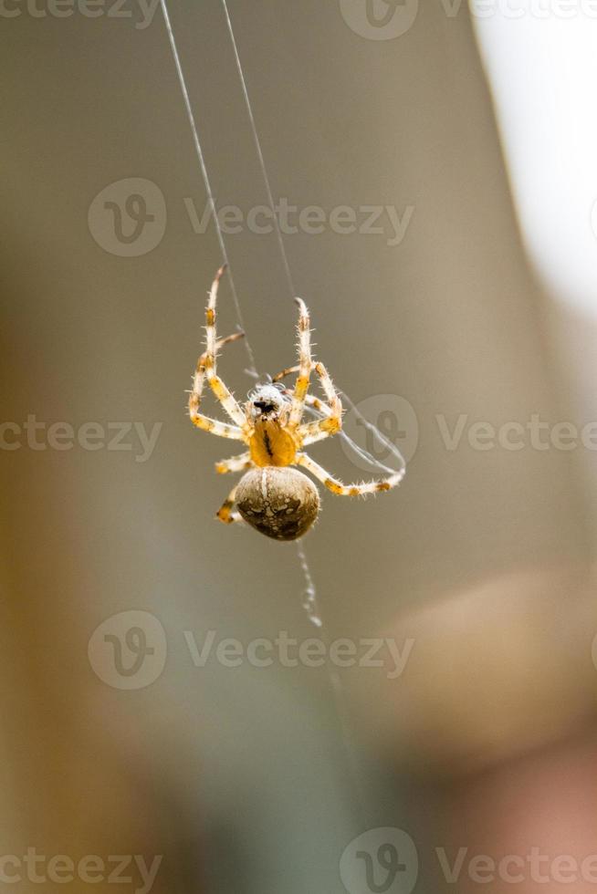 macro de una araña haciendo una telaraña foto