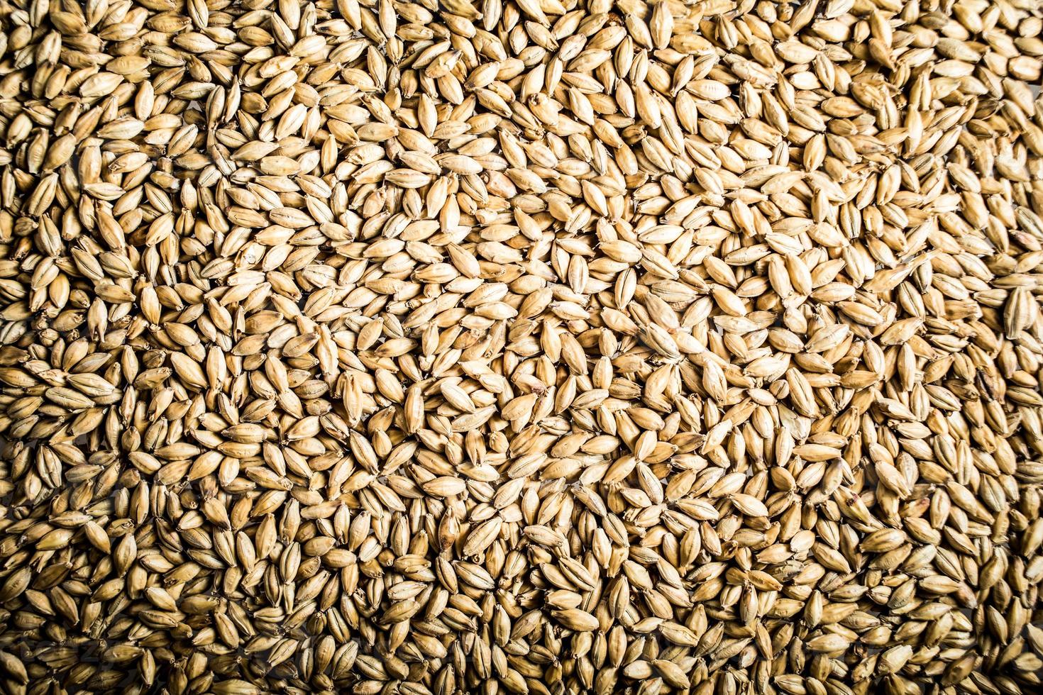 Pilsner Malt Beer Grain Texture photo