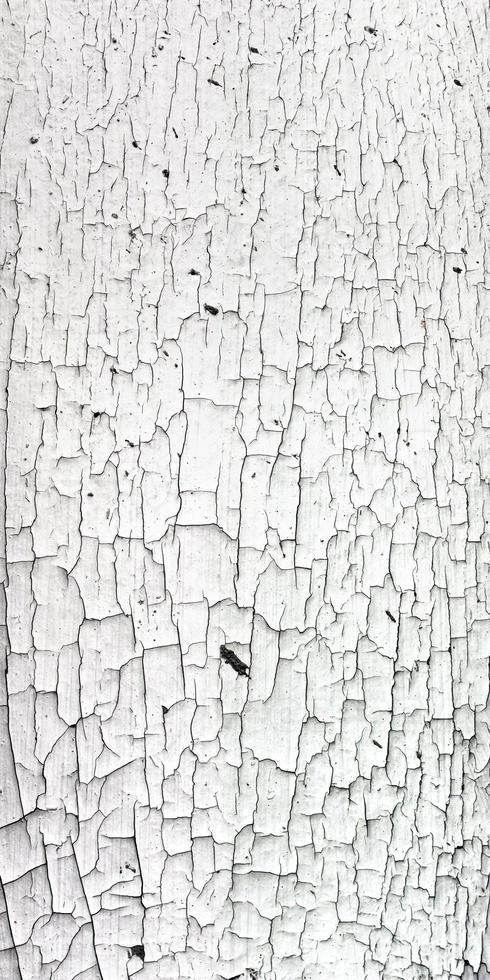 Old cracky white paint texture on wood photo