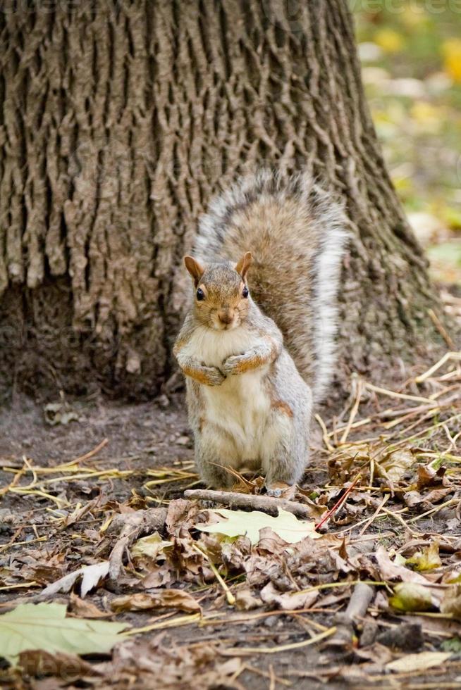 Squirrel in the forest photo