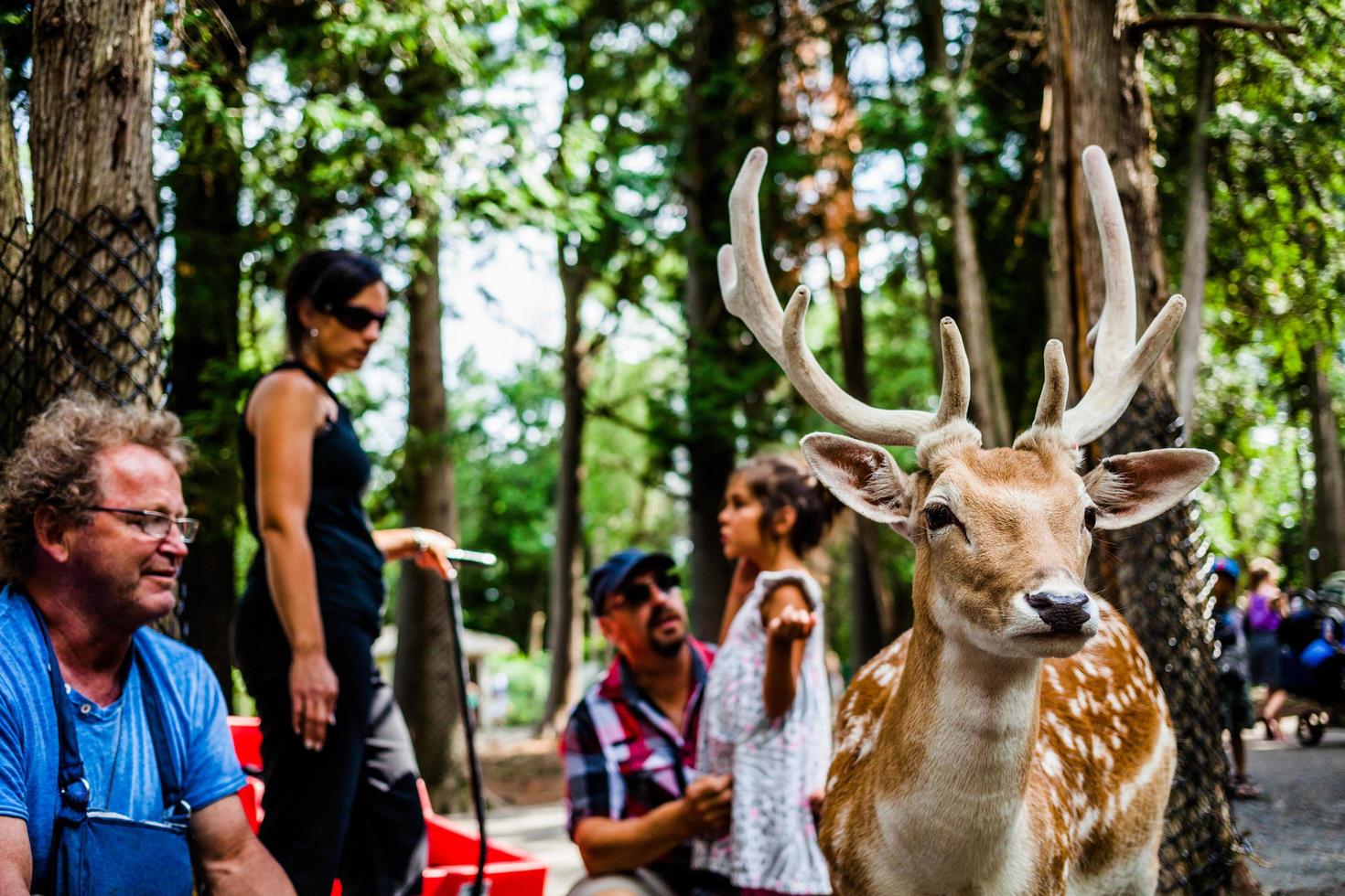 Editorial - July 29, 2014 at Parc Safari, Quebec , Canada on a beautiful summer day. photo