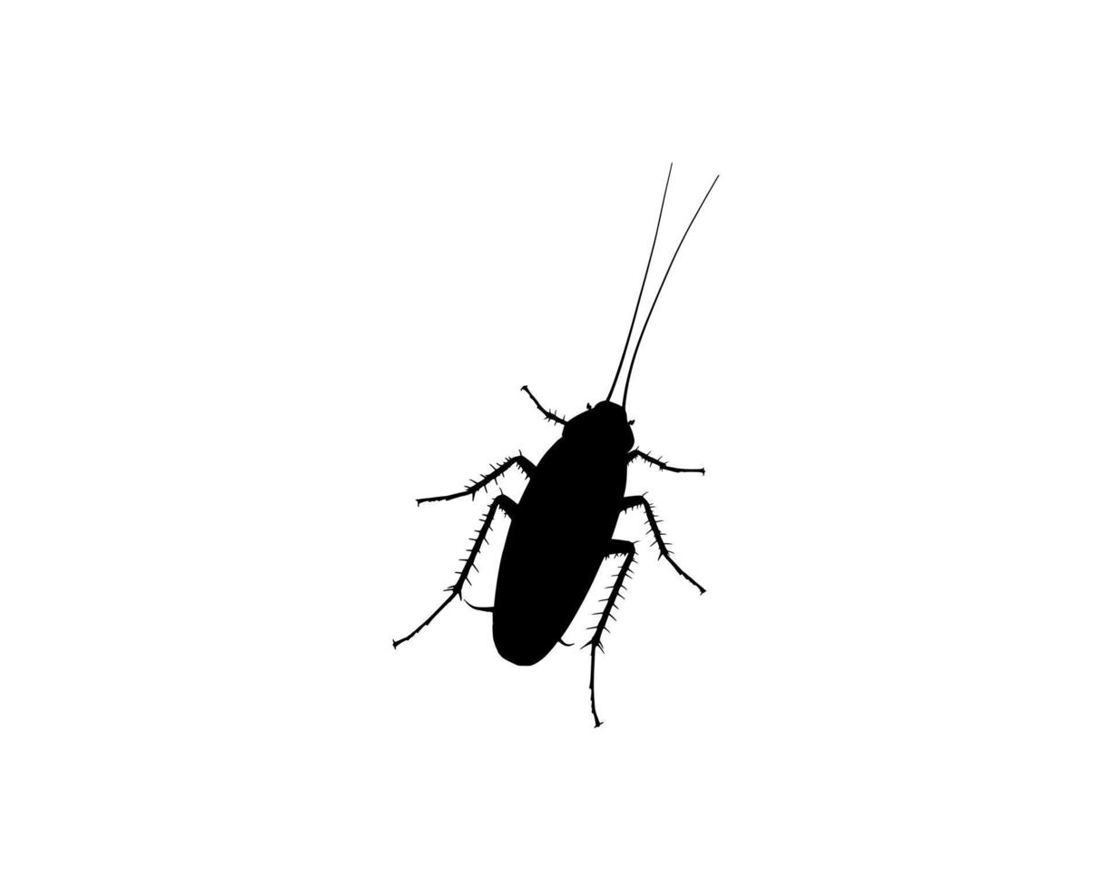 Vector. Silhouette of Cockroach on a white background. vector