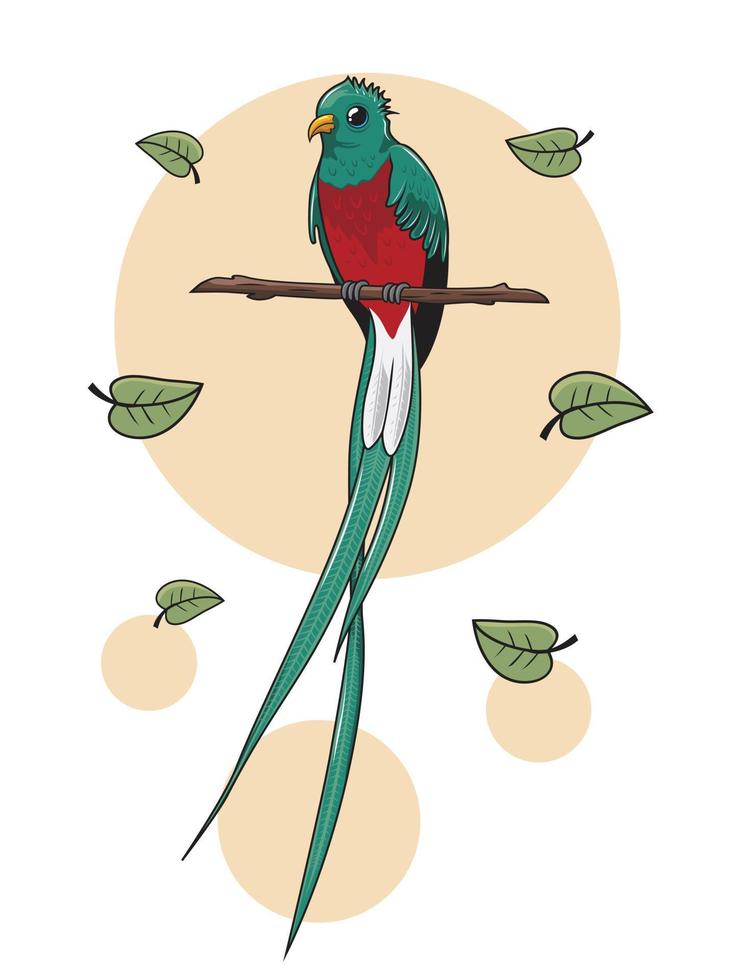 Ilustración de dibujos animados de pájaro quetzal aislado vector