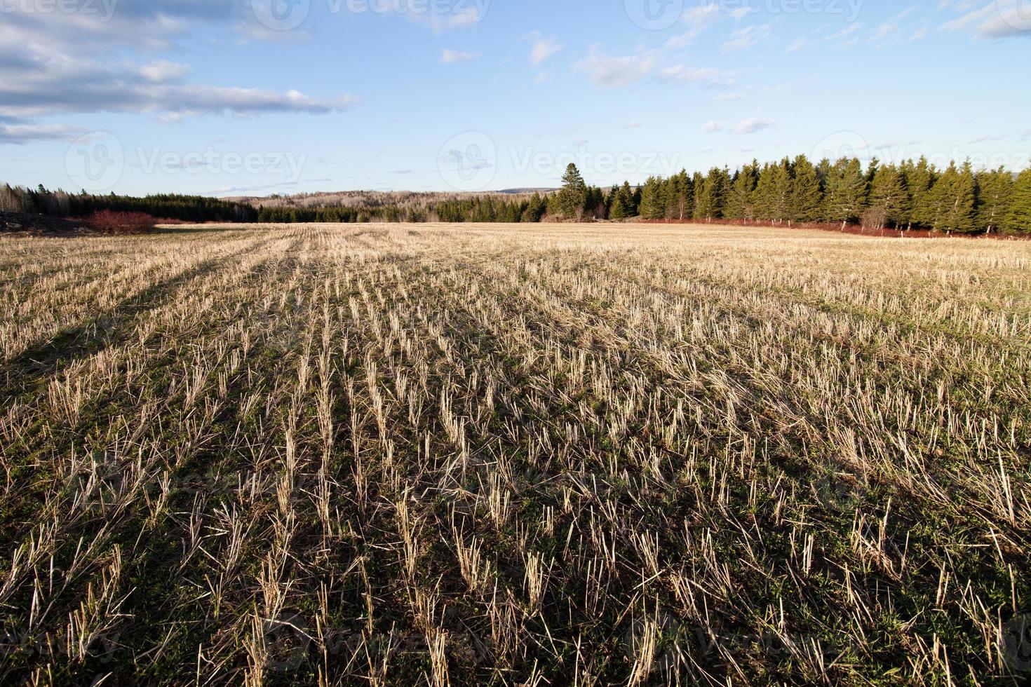 campo dorado en la luz del sol foto