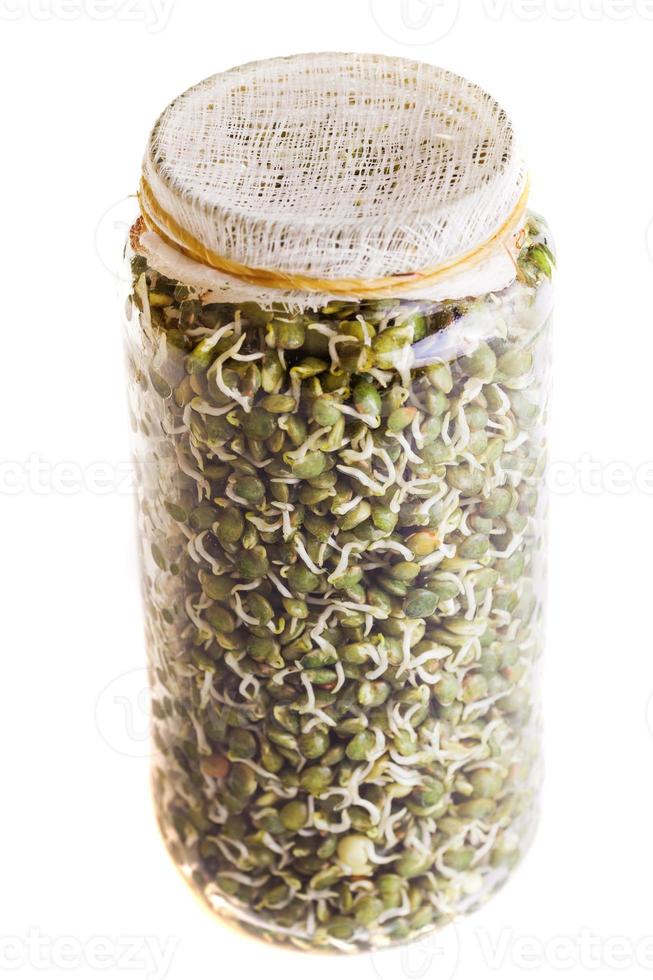 Top View of Sprouting Lentils Growing in a Jar photo