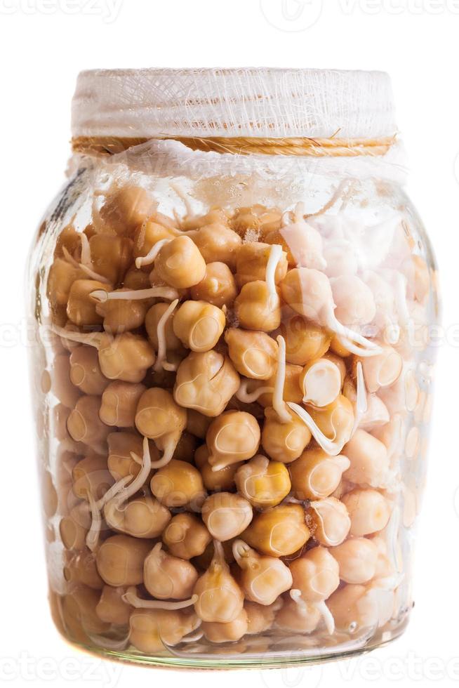 Sprouting Chickpeas Growing in a Glass Jar photo