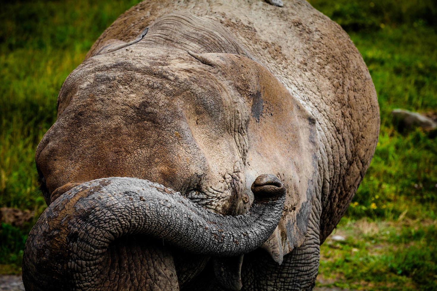 Editorial - July 29, 2014 at Parc Safari, Quebec , Canada on a beautiful summer day. photo