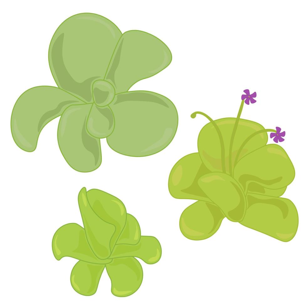 Insectivorous plant Pinguicula, set of three bushes of carnivorous plant vector