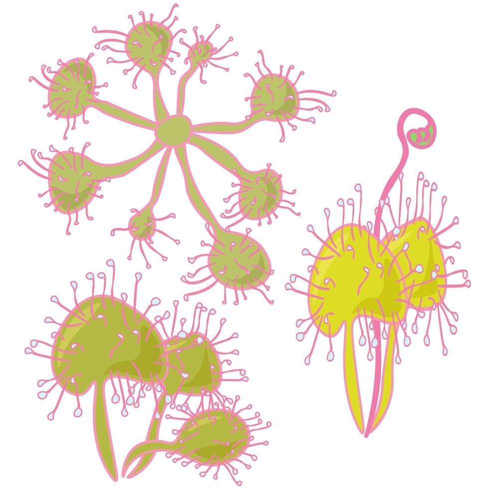 round-leaved sundew, a graceful insectivorous plant with a bunch of leaves vector